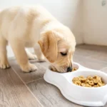 The Ultimate Guide to Feeding Your gentle giants dog food