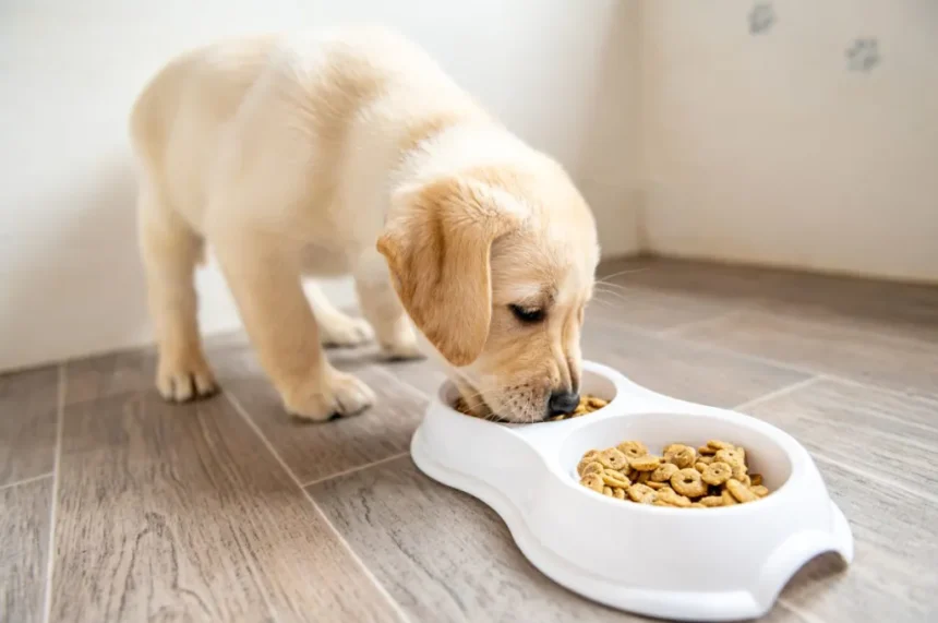 The Ultimate Guide to Feeding Your gentle giants dog food