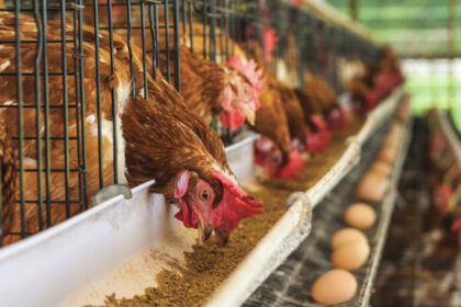 Where Can You Find Quality Chicken Feed?