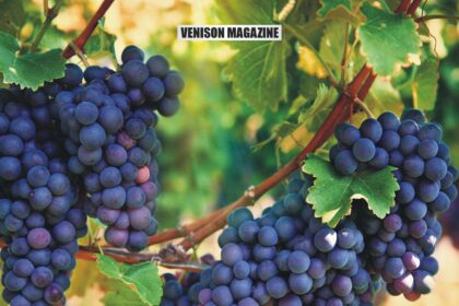 A Guide to Growing and Caring for Purple Grapes