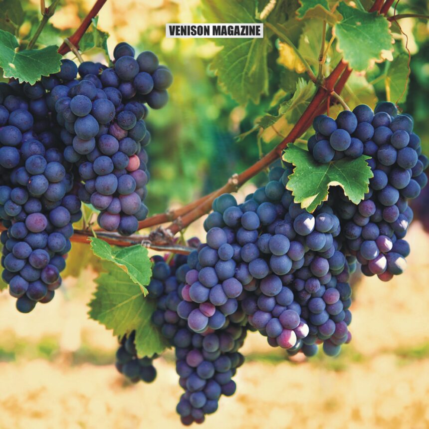 A Guide to Growing and Caring for Purple Grapes