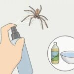 Why Should You Use Spider Spray?