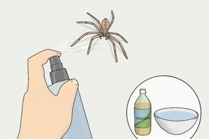 Why Should You Use Spider Spray?