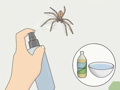 Why Should You Use Spider Spray?