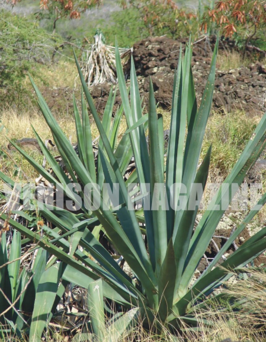 Where Does the sisal Come From?