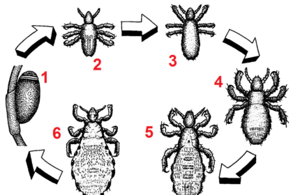 Top 10 Facts About Louse Egg NYT