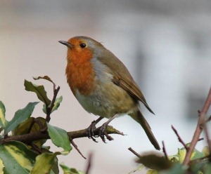 Explained:Crossword Clue Bird Type