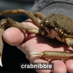 Uncovering the Secrets of Crabnibbie