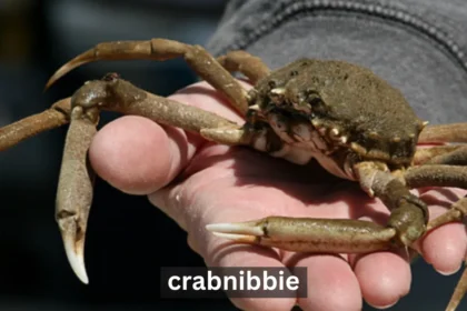 Uncovering the Secrets of Crabnibbie