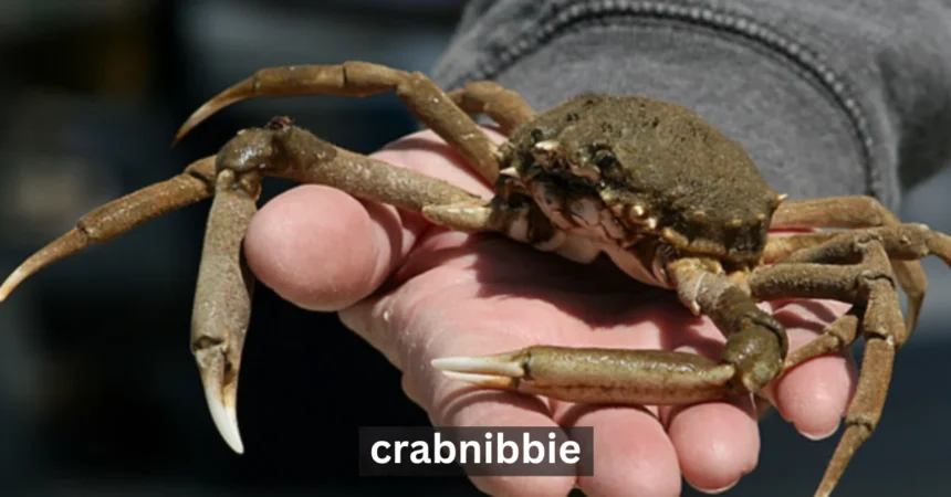 Uncovering the Secrets of Crabnibbie