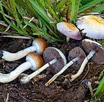 How To Grow Golden Teacher Mushrooms