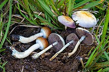 How To Grow Golden Teacher Mushrooms