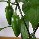 Where Can You Find Quality Jalapeno Capsicum Parts?