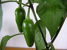 Where Can You Find Quality Jalapeno Capsicum Parts?