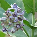 How to Cultivate crown flower in Your Garden