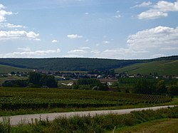 How to Taste Chablis Wine Like a Sommelier