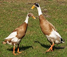 How to Care for Runner Ducks: A Complete Guide