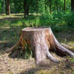 Step-by-Step Guide to Grinding a Tree Stump