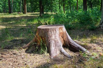 Step-by-Step Guide to Grinding a Tree Stump