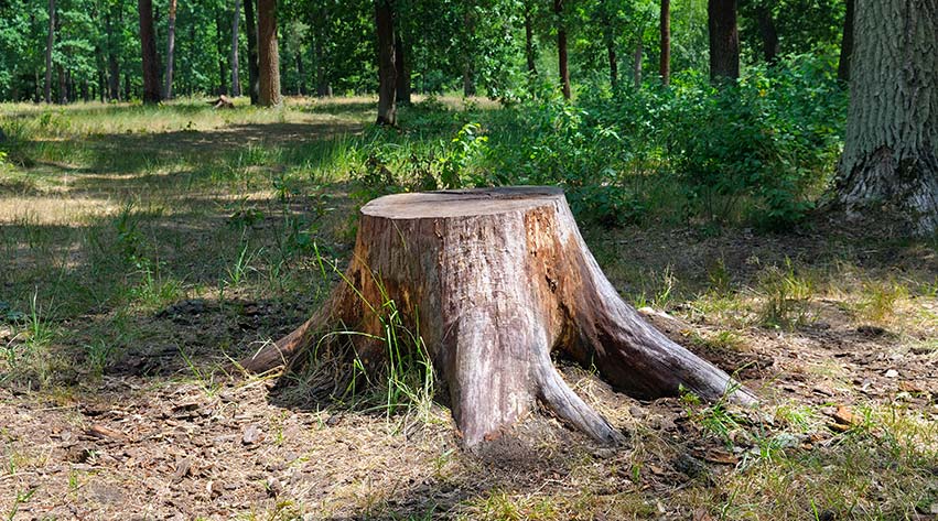 Step-by-Step Guide to Grinding a Tree Stump