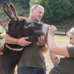 Step-by-Step Breakdown of Aristotle Teeth in a Donkey Jaw