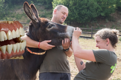 Step-by-Step Breakdown of Aristotle Teeth in a Donkey Jaw
