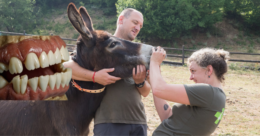 Step-by-Step Breakdown of Aristotle Teeth in a Donkey Jaw