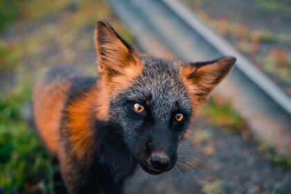 How to Identify a Cross Fox in the Wild