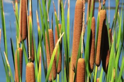 A Guide to Propagating the Cat Has 9 Tails Plant