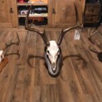 kspl taxidermy lufkin tx