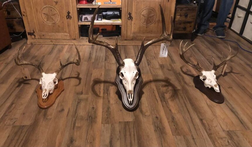 kspl taxidermy lufkin tx