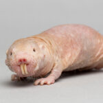 How to Care for a Pet Mole Rat