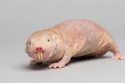 How to Care for a Pet Mole Rat