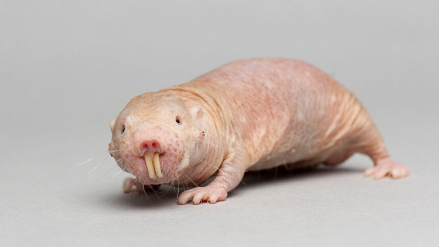 How to Care for a Pet Mole Rat