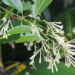 How to Grow and Care for night blooming jasmine