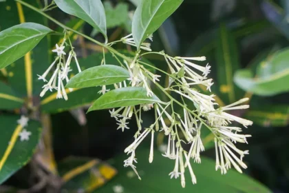 How to Grow and Care for night blooming jasmine