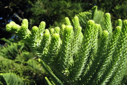 When to Identify Norfolk Island Pine Monocot or Dicot?