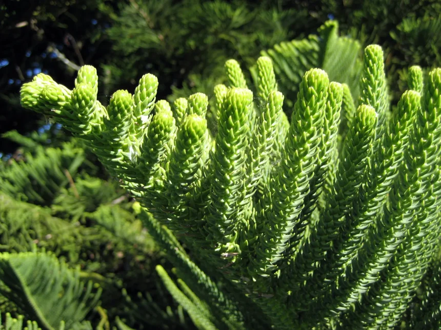 When to Identify Norfolk Island Pine Monocot or Dicot?