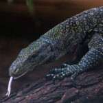 What is the Natural Habitat of the Crocodile Monitor?