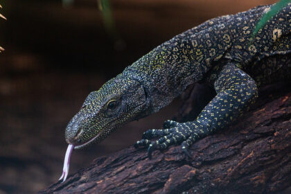 What is the Natural Habitat of the Crocodile Monitor?