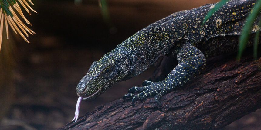 What is the Natural Habitat of the Crocodile Monitor?