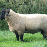 Suffolk Sheep Distinctive Markings: A Guide for Farmers