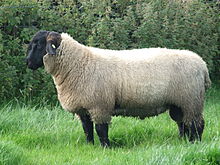 Suffolk Sheep Distinctive Markings: A Guide for Farmers