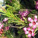 Step-by-Step Guide to Growing Waxflower