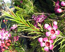 Step-by-Step Guide to Growing Waxflower