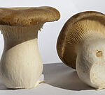 Benefits of King Trumpet Mushroom