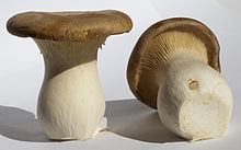 Benefits of King Trumpet Mushroom