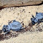 7 Fascinating Facts About Blue Death Feigning Beetles