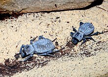 7 Fascinating Facts About Blue Death Feigning Beetles