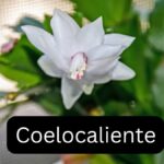 How to Identify Coelocaliente Species